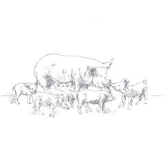 flat graphic vector illustration pig with piglets - 136453089