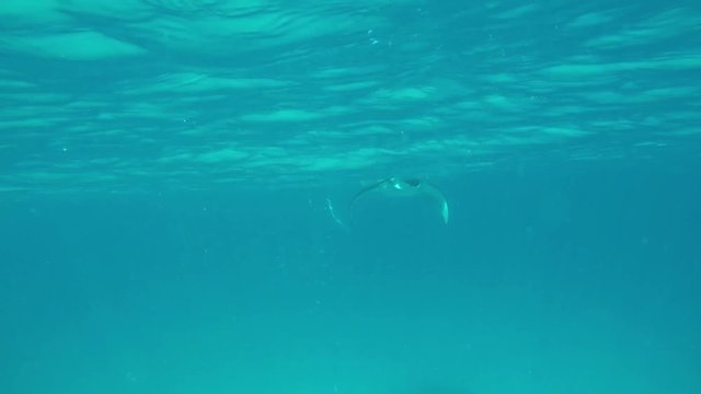 ein Manta schwimmt im Ozean und frisst Plankton