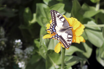 Swallowtail butterfly on the flower