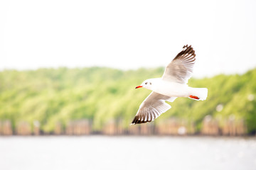 Flying seagull