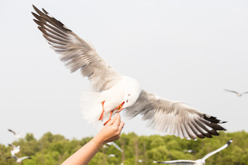 Seagull flying to eat food from hand woman tourist