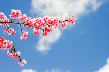Closed-up Wild Himalayan Cherry blossom