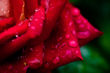 A close up macro shot of a red rose,A red rose bloom by gift,Valentines Day background, wedding day,Valentine Red Rose.Heart shaped,rose in garden,nature concept,spring concept,roses in water drop