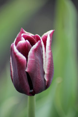 Beautiful flower background. Amazing view of tulips.