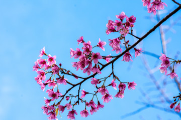 Branch of Wild Himalayan Cherry