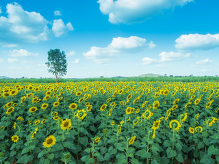 Sunflower with sunflower field and blue sky. Composition of nature