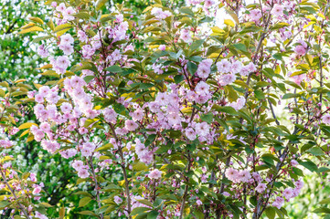 Obraz na płótnie Canvas Many Spring Cherry blossom pink flowers on light green background