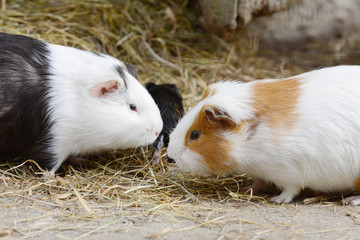 guinea pig sitting in front of shed