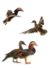  mandarin duck