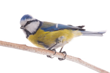 Eurasian Blue Tit