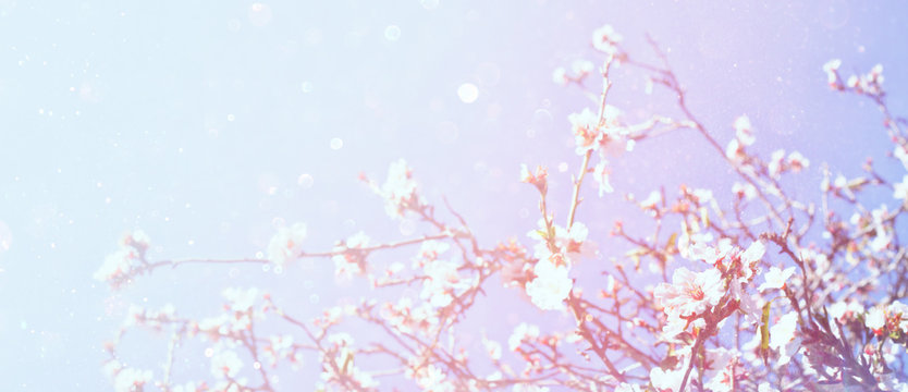 Abstract blurred banner of spring cherry tree