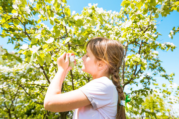 girl sniffs blooming apple flowers in orchard