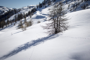 Forêt de neige