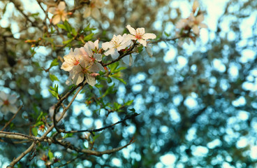 background of spring white cherry blossoms tree