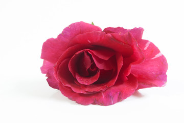 Fototapeta premium Red rose isolated on white background.