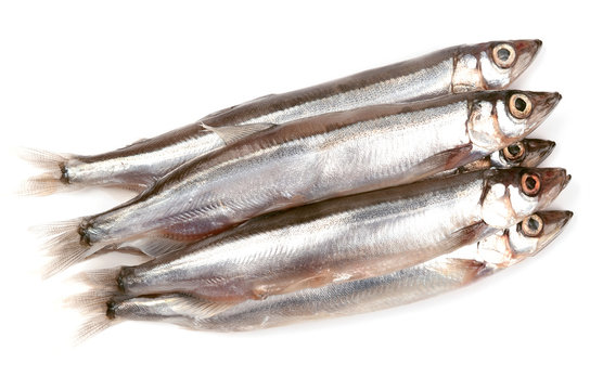 Capelin on a white background