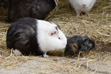 guinea pig sitting in front of shed