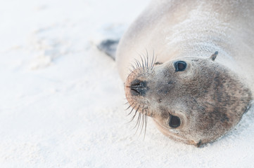 Young Sea Lion