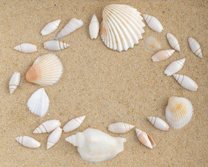 Fototapeta na wymiar Bright Background with Different Sea Shells