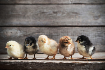little kid chick standing on wooden background