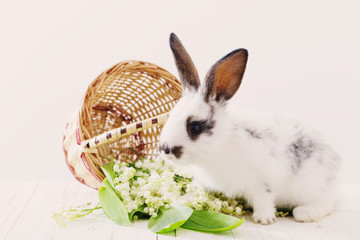 rabbits with spring flowers on white background