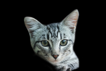serious little cat on black background