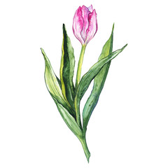 Fototapeta premium Watercolor pink tulip spring flower nature isolated