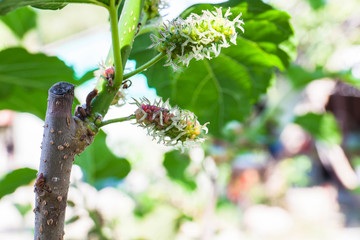 Young mulberry