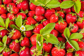 Pattern of fresh red strawberry with leaves