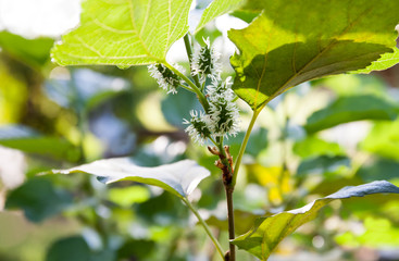 Young mulberry