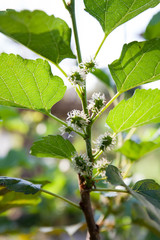 Young mulberry