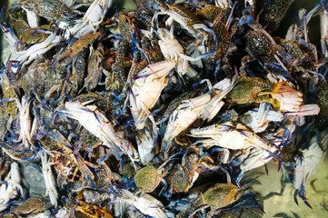 Fresh caught blue crabs for sale i