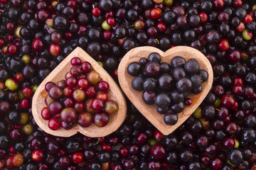 Fruits of wild grapes on different backgrounds (Vaccinium meridionale)