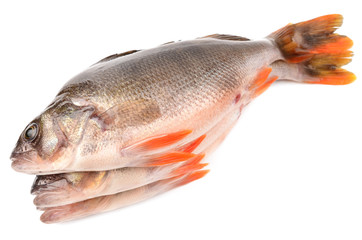 bass fish on white background