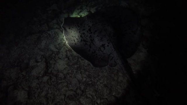 ein gro&szlig;er Stachelrochen beim Nachtschnorcheln