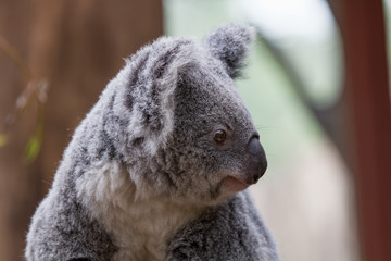 Obraz premium Koala en gros plan