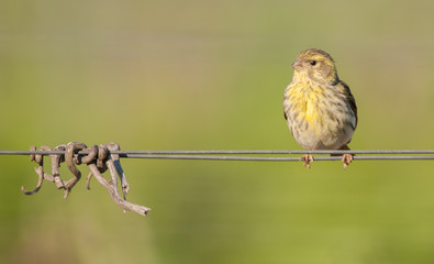 a bird on a wire