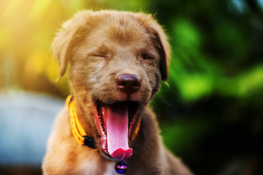 Puppy Dog Yawning