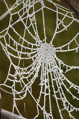 Spinnennetz mit Frostreife. Raureif.
