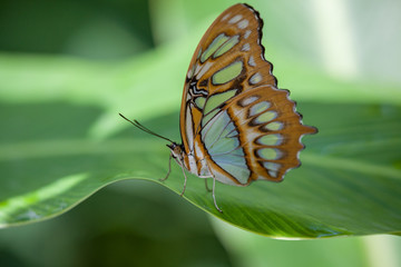 Wild Butterflies in Saint Martin
