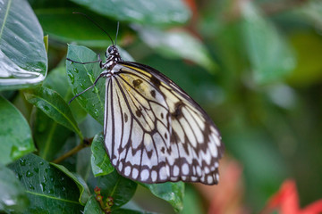 Wild Butterflies in Saint Martin