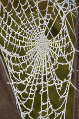 Spinnennetz mit Frostreife. Raureif.