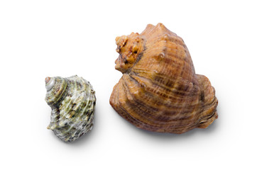 Shell Rapan on a white background