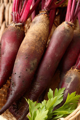 Fresh long beetroot