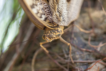 Wild Butterflies in Saint Martin
