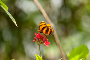Wild Butterflies in Saint Martin