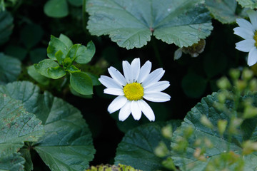flor (margarita) © marina