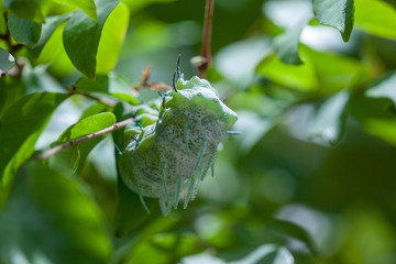 Fototapeta premium Wild Butterflies in Saint Martin