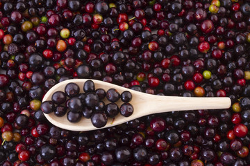 Fruits of wild grapes on different backgrounds (Vaccinium meridionale)