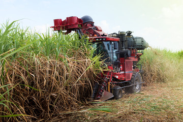 Sugarcane harvester machine